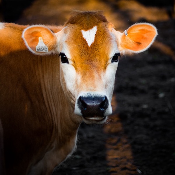 Shop livestock and farm animal supplies